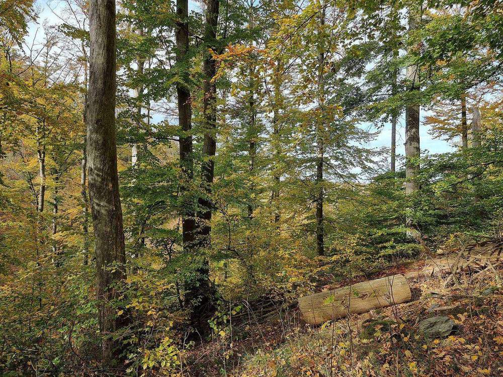 Hohe graue Buchenstämme mit hellgrünem Laub an einem Hang