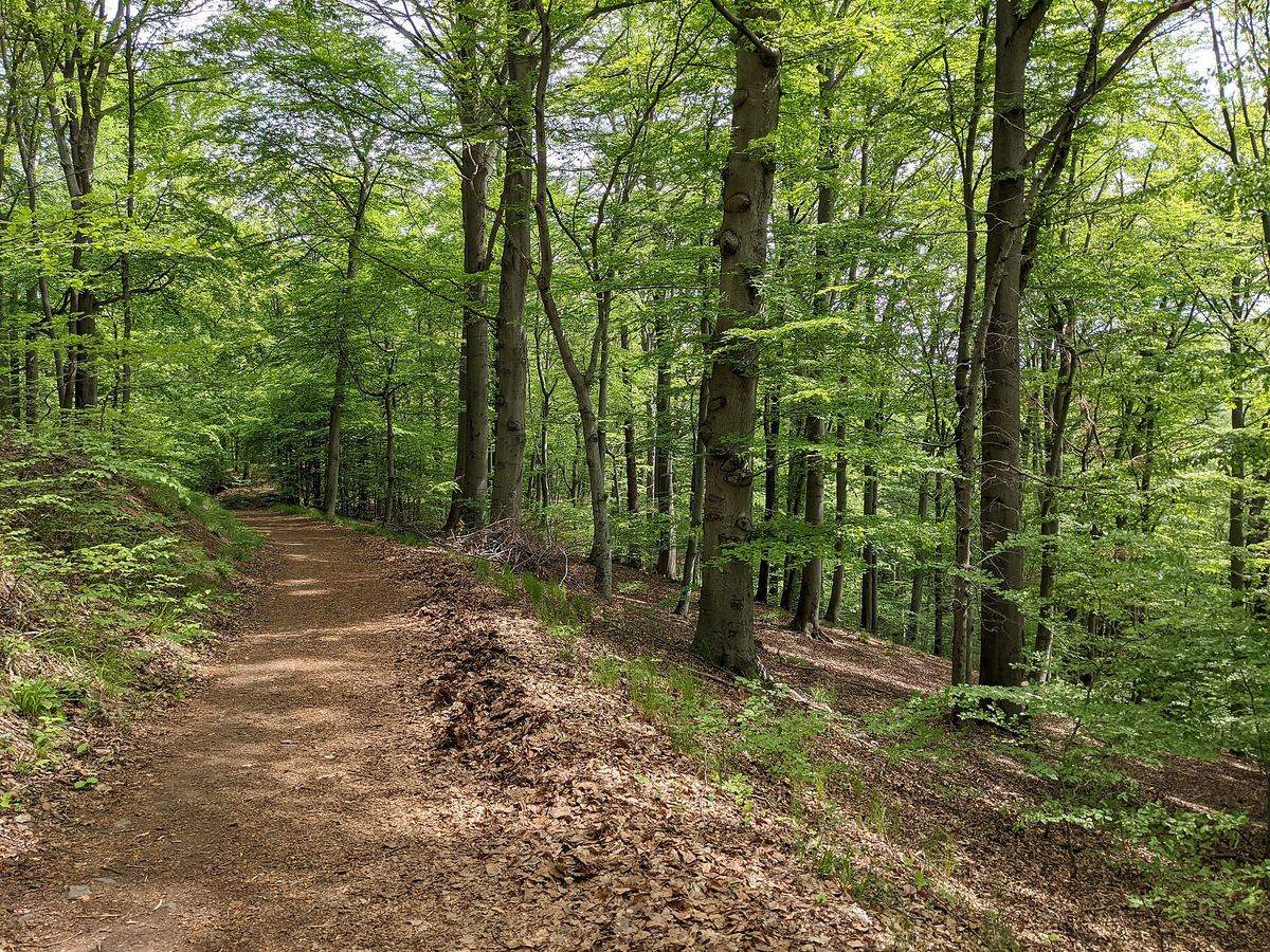 Schmaler Waldweg zwischen jungen Buchen mit frischem Laub